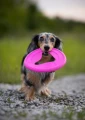 frisbee fiboo dla małego psa.png