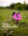 frisboo fiboo pink.png