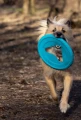 frisboo blue.png
