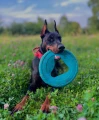 fiboo frisbee niebieskie doberman.png