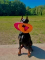frisbee 25cm fiboo.png