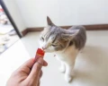 INABA-CIAO-CAT-CHURU-TUNA-WITH-CHEESE-4x14g-56g-Stan-opakowania-oryginalne.jpg