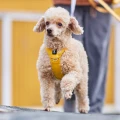 hurttaseekerharness_honey_ss26_16 (1).jpg