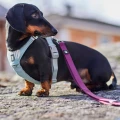 hurttaseekerharness_stream_ss26_19.jpg