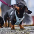 hurttaseekerharness_stream_ss26_11.jpg