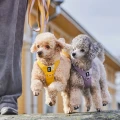 hurttaseekerharness_honey_ss26_28.jpg
