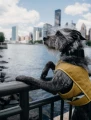 dogdadinthecity_coolingwrap_1.webp