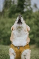 1686778637466_1.webp