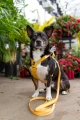 adventuringwithmutts_seekerharness5.webp