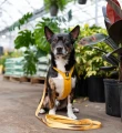 adventuringwithmutts_seekerharness6crop.webp