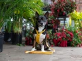 adventuringwithmutts_seekerharness_crop.webp