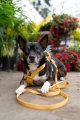 adventuringwithmutts_seekerharness4.webp