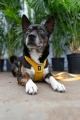 adventuringwithmutts_seekerharness7.webp