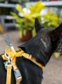 adventuringwithmutts_seekerharness3_d000a9cf-de71-45ee-b1fc-d035648d4bd4.webp
