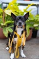 adventuringwithmutts_seekerharness2.webp
