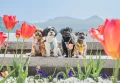 swisswoofies-SeekerHarness_12.webp