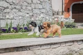 swisswoofies-SeekerHarness_10.webp