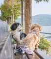 swisswoofies-SeekerHarness_9.webp