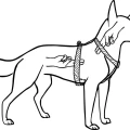 jak_dopasowac_szelki__04__preview.webp