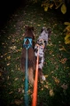 rush_harness_setting_7.jpg
