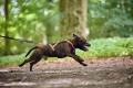 rush_harness_setting_4.jpg