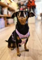 Szelki bezuciskowe dla psa PRO-FIT™ Daisy Purple Dog's Profit rozmiar XS