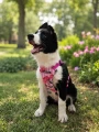 Szelki bezuciskowe dla psa PRO-FIT™ Gardenia Dog's Profit rozmiar S/M