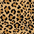 k-wild__preview.webp
