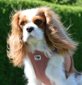 curli rose cavalier.png