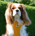 curli mango cavalier.png