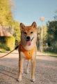 mango curli shiba.png