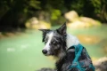 Non-stop Dogwear Rush Harness TEAL