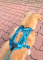 Non-stop Dogwear Rush Harness TEAL.jpg