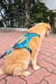 Non-stop Dogwear Rush Harness TEAL 2.jpg