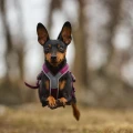 non-stop-dogwear-line-harness-5-0-lila-2156.jpg