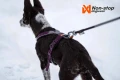 non-stop-dogwear-line-harness-50-5056142.webp