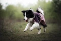 Mountain-Dog-Non-Stop-Dogwear-Fjord-Raincoat-2-Lifestyle-10.webp