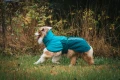Mountain-Dog-Non-Stop-Dogwear-Fjord-Raincoat-2-Lifestyle-7.webp