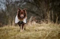 Mountain-Dog-Non-Stop-Dogwear-Fjord-Raincoat-2-Lifestyle-2.webp