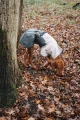 Non-stop-dogwear_Fjord-Raincoat-2.0-Grey_Regenmantel-fuer-Hunde-wasserdicht.webp