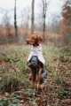 Non-stop-dogwear_Fjord-Raincoat-2.0-Grey_Hunderegenmantel-wasserdicht-wasserabweisend.webp