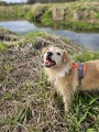 Hurtta Rover Harness Cinnamon - bezuciskowe szelki guard dla małego psa