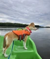Kapok dla psa na rower wodny Hurtta Life Savior Eco Buckthorn