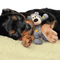 WildKnotsBear_5.webp