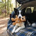 66281_KONG_WildKnots_Bears_04_0.jpg