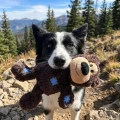 66281_KONG_WildKnots_Bears_06_0.webp