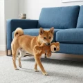 66281_KONG_WildKnots_Bears_010_0.webp