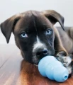 kong puppy blue.png