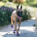 Buty trekkingowe dla dużego psa Travel Truelove 4szt fioletowe - wodoodporne