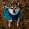 Lauflust-8986-Non-stop-dogwear-Glacier-Jacket-3-0-Teal---325_6.jpg